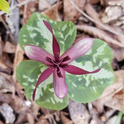 Trillium stamineum, photographed by Daniel McClosky