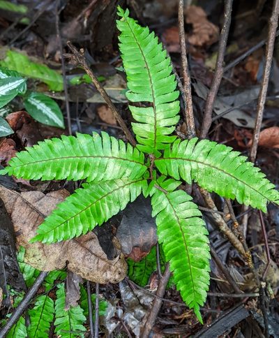 Adiantum pulverulentum, photographed by Ben Keen
