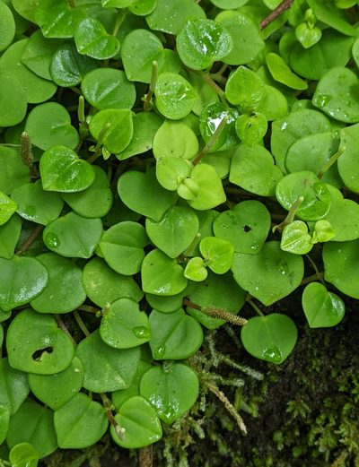 Peperomia serpens, photographed by Ben Keen