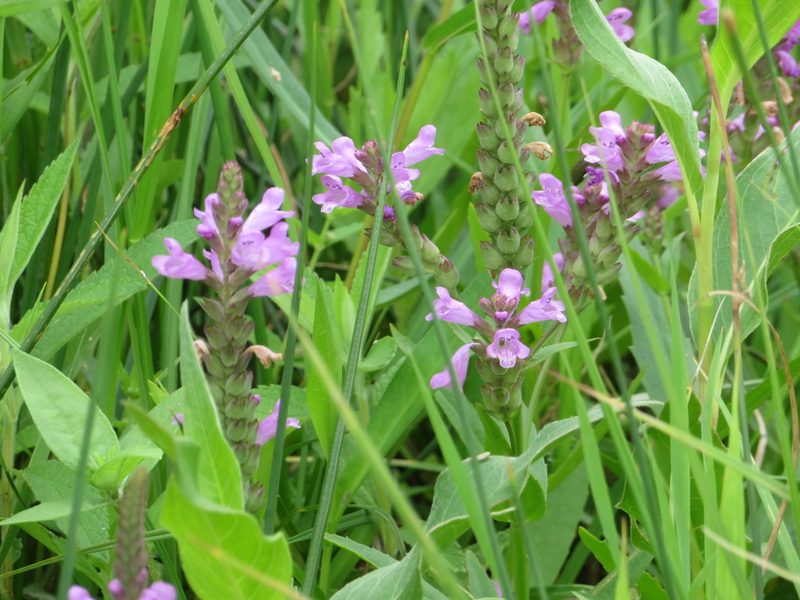 Physostegia ledinghamii, photographed by dghjertaas