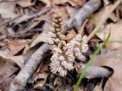 Pachysandra procumbens, photographed by Elias