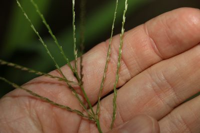 Digitaria ciliaris, photographed by Greg Tasney
