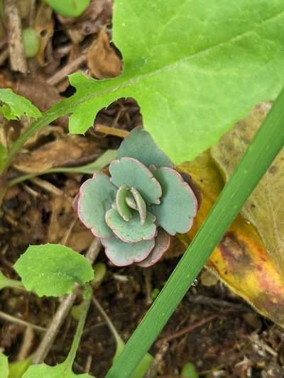 Kalanchoe laxiflora, photographed by Ben Keen