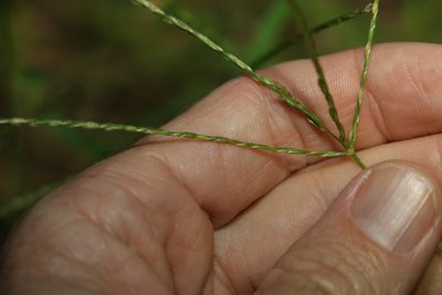 Digitaria ciliaris