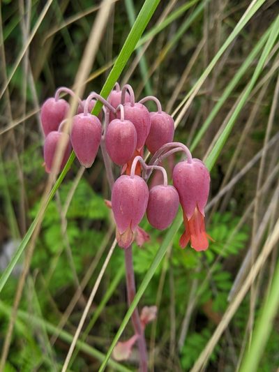 Kalanchoe laxiflora, photographed by Ben Keen