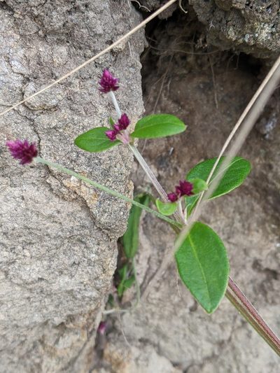 Alternanthera porrigens, photographed by Ben Keen
