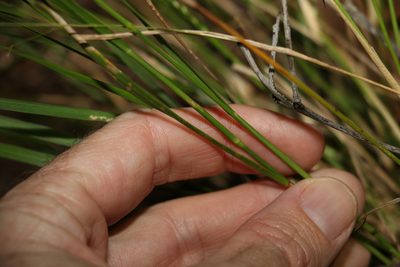 Panicum simile, photographed by Greg Tasney