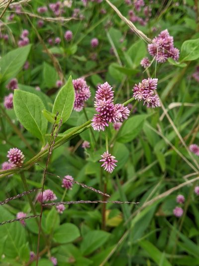 Alternanthera porrigens, photographed by Ben Keen
