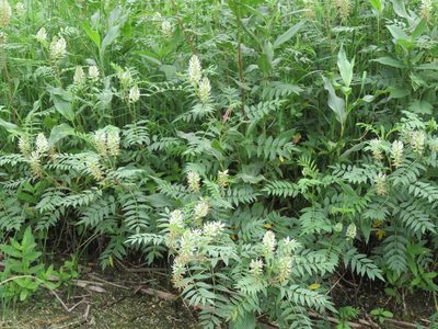 Glycyrrhiza lepidota, photographed by dghjertaas