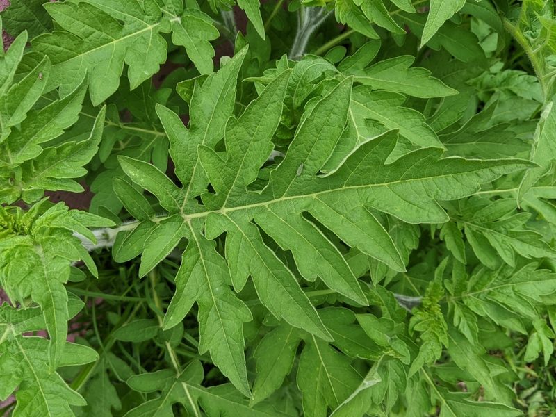 Ambrosia arborescens, photographed by Ben Keen