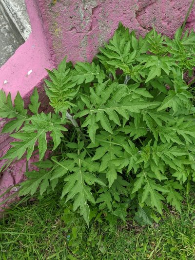 Ambrosia arborescens, photographed by Ben Keen