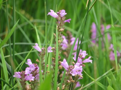Physostegia ledinghamii, photographed by dghjertaas