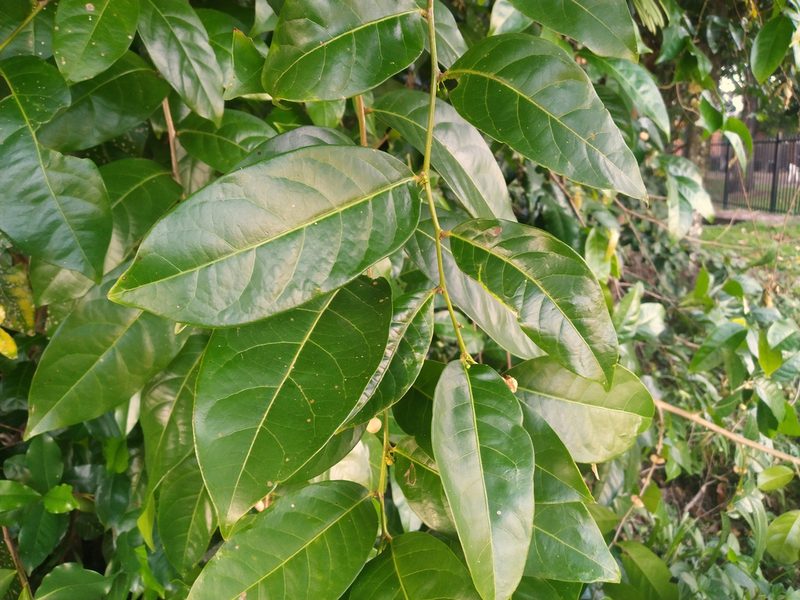 Glochidion harveyanum, photographed by Steve Fitzgerald