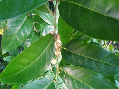Glochidion harveyanum, photographed by Steve Fitzgerald