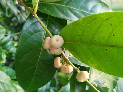 Glochidion harveyanum, photographed by Steve Fitzgerald