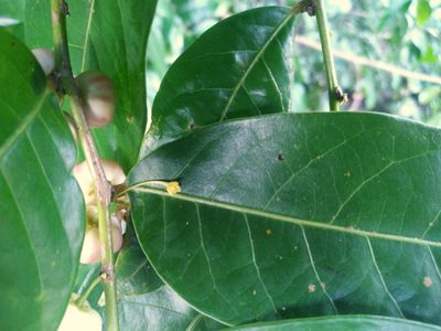 Glochidion harveyanum, photographed by Steve Fitzgerald