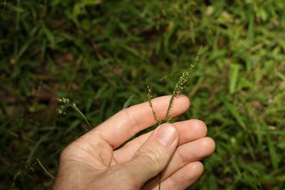 Ottochloa gracillima, photographed by Greg Tasney