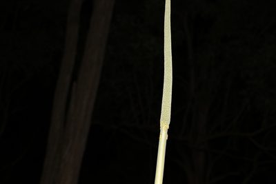 Xanthorrhoea johnsonii, photographed by Greg Tasney