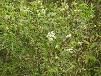 Funastrum clausum