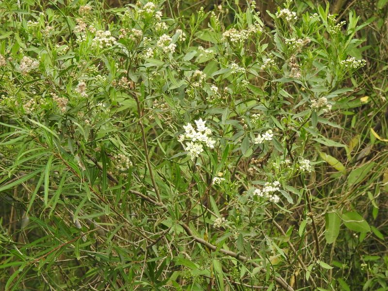 Funastrum clausum, photographed by Eduardo Luis Beltrocco