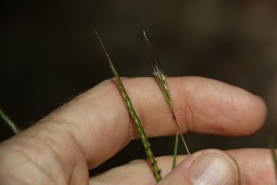 Bothriochloa decipiens, photographed by Greg Tasney