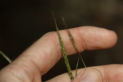 Bothriochloa decipiens, photographed by Greg Tasney