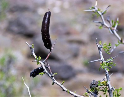 Neltuma denudans, photographed by Hugo Hulsberg