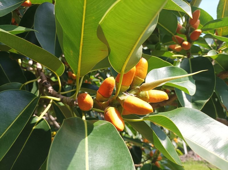 Ficus glandifera, photographed by Dominik Maximilián Ramík
