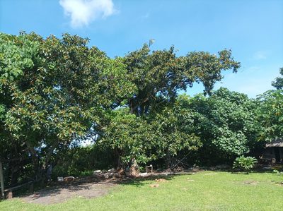 Ficus glandifera, photographed by Dominik Maximilián Ramík