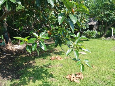 Ficus glandifera, photographed by Dominik Maximilián Ramík