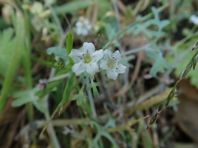 Pholistoma membranaceum, photographed by joergmlpts