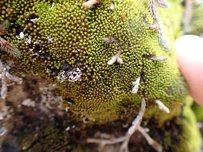 Grimmia torquata, photographed by Randal