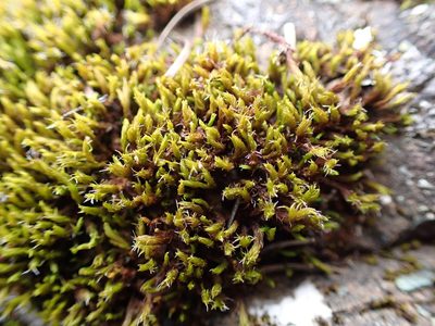 Frisvollia varia, photographed by Randal