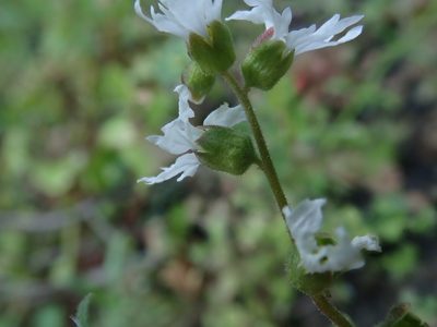 Lithophragma heterophyllum, photographed by joergmlpts