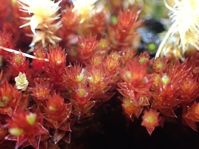 Imbribryum torenii, photographed by Randal