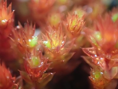 Imbribryum torenii, photographed by Randal