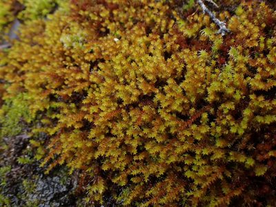 Pseudobraunia californica, photographed by Randal