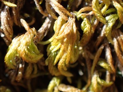 Nogopterium gracile, photographed by Randal