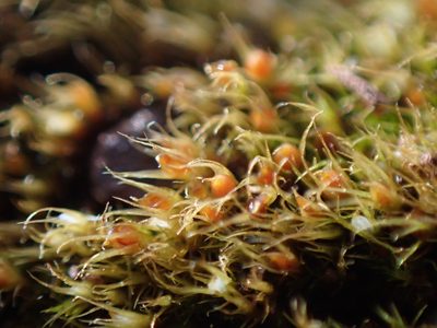 Pleuridium acuminatum, photographed by Randal