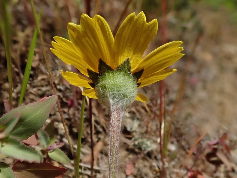 Monolopia major, photographed by joergmlpts