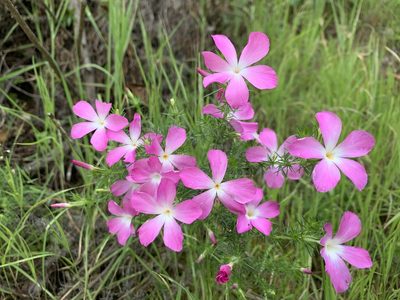 Linanthus californicus, photographed by william_hoyer