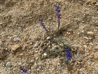 Lupinus sparsiflorus, photographed by william_hoyer