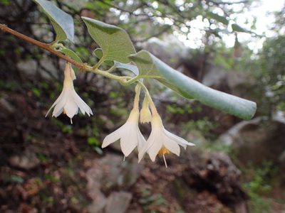 Styrax redivivus, photographed by George Williams