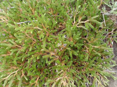 Selaginella bigelovii, photographed by George Williams