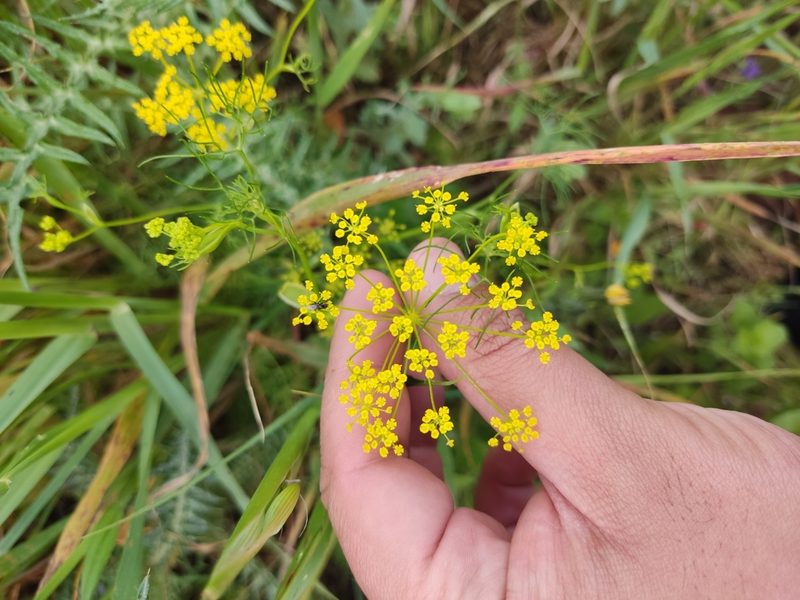 Ridolfia segetum, photographed by Ivo Rosa