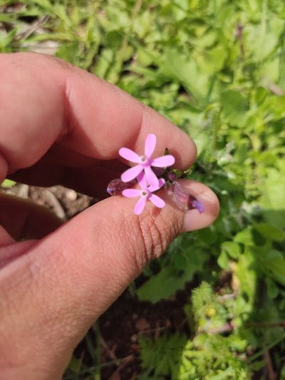 Silene fuscata, photographed by Ivo Rosa