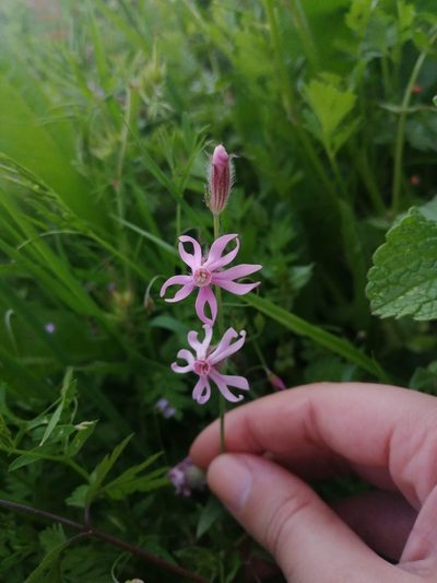 Silene bellidifolia, photographed by Ivo Rosa