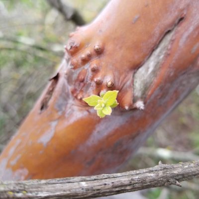 Xylococcus bicolor, photographed by James C. Davis