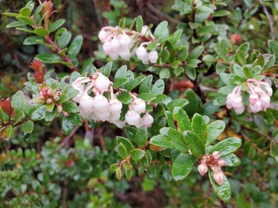 Gaultheria myrsinoides, photographed by Tom Field