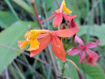 Epidendrum radicans, photographed by Tom Field